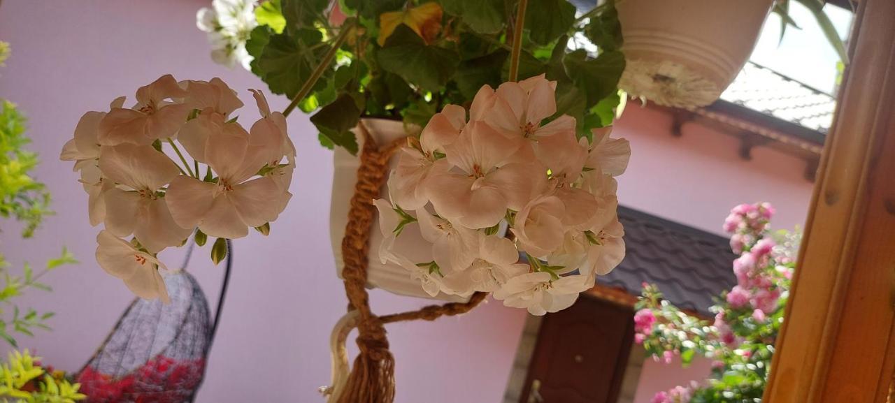 Pensiunea Happy Flowers Greci 외부 사진