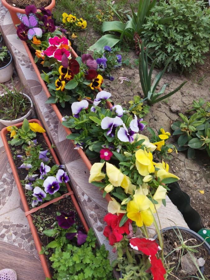 Pensiunea Happy Flowers Greci 외부 사진