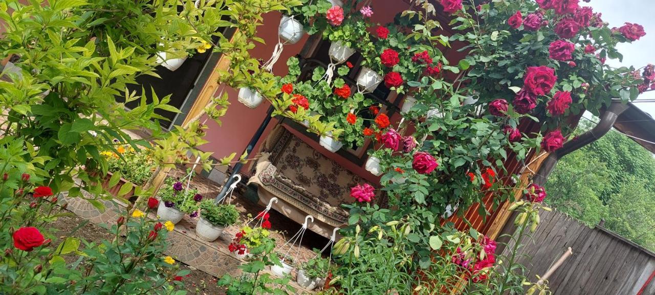 Pensiunea Happy Flowers Greci 외부 사진