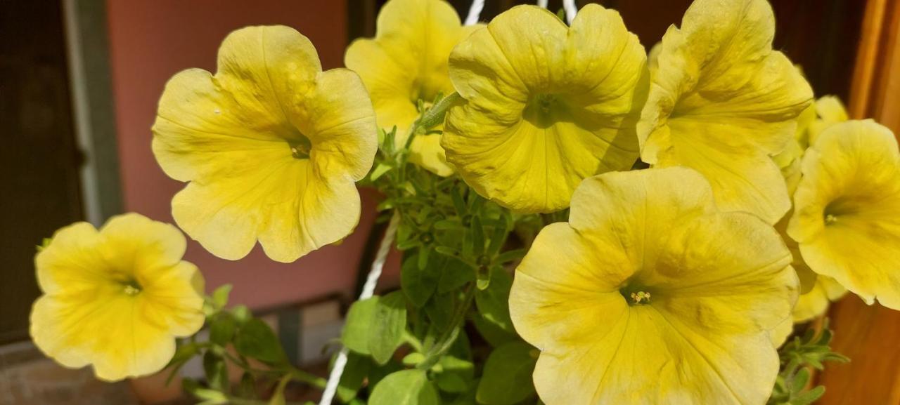 Pensiunea Happy Flowers Greci 외부 사진
