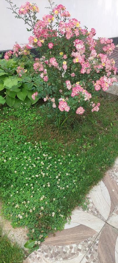 Pensiunea Happy Flowers Greci 외부 사진