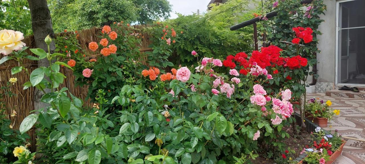 Pensiunea Happy Flowers Greci 외부 사진