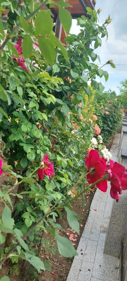 Pensiunea Happy Flowers Greci 외부 사진